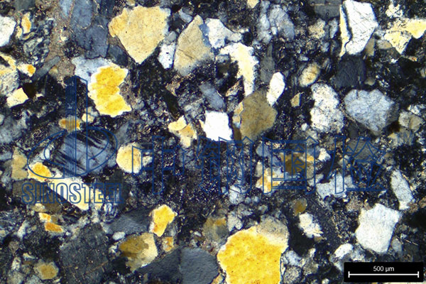 石子堿活性檢測